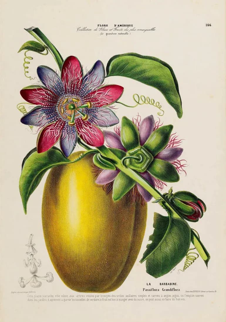 Passion fruit