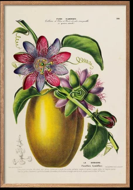 Passion fruit
