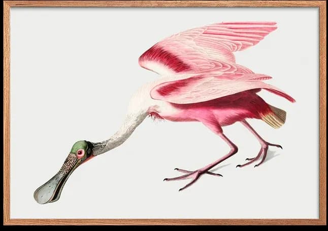 Pink-backed Stork