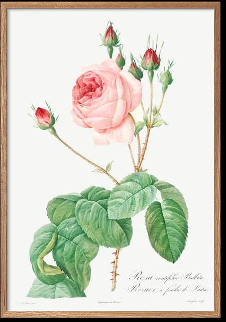 Rosa Centifolia