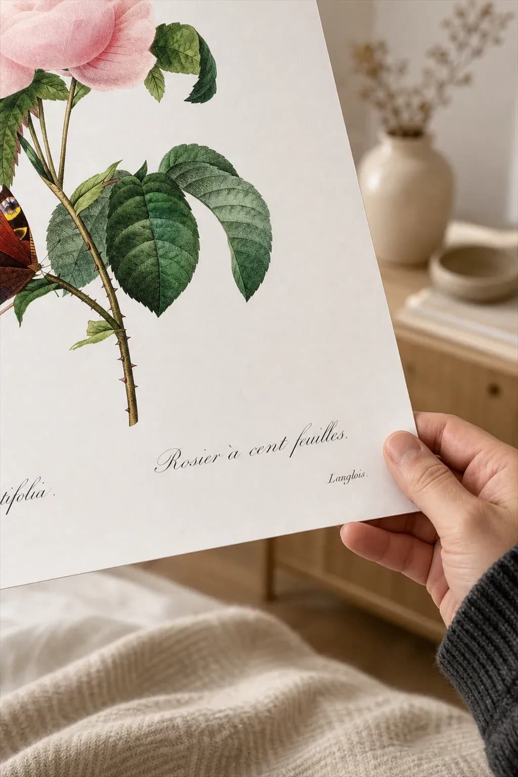 Rosier a cent feuilles — framed on a wall