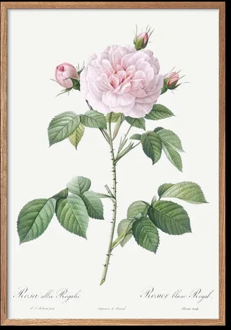 Rosier Blanc Royal