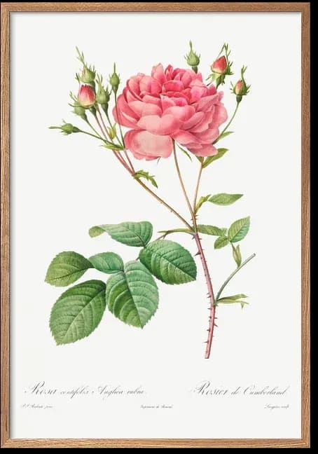 Rosier de Cumberland