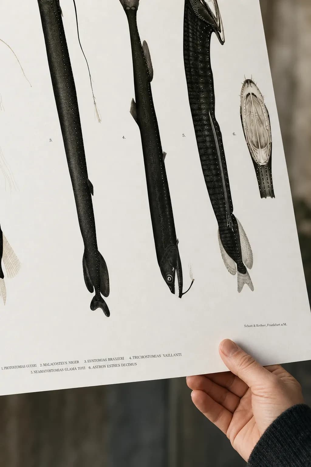 Stomiidae — framed on a wall